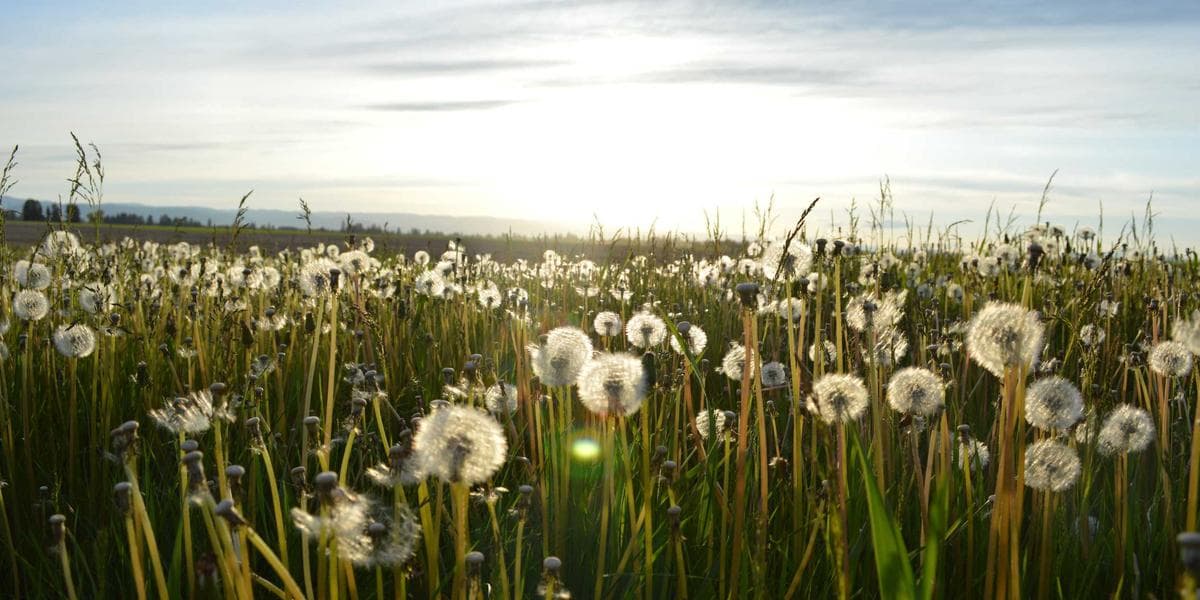 Melawan Propaganda: Fakta di Balik Isu 'PSW Palsu'